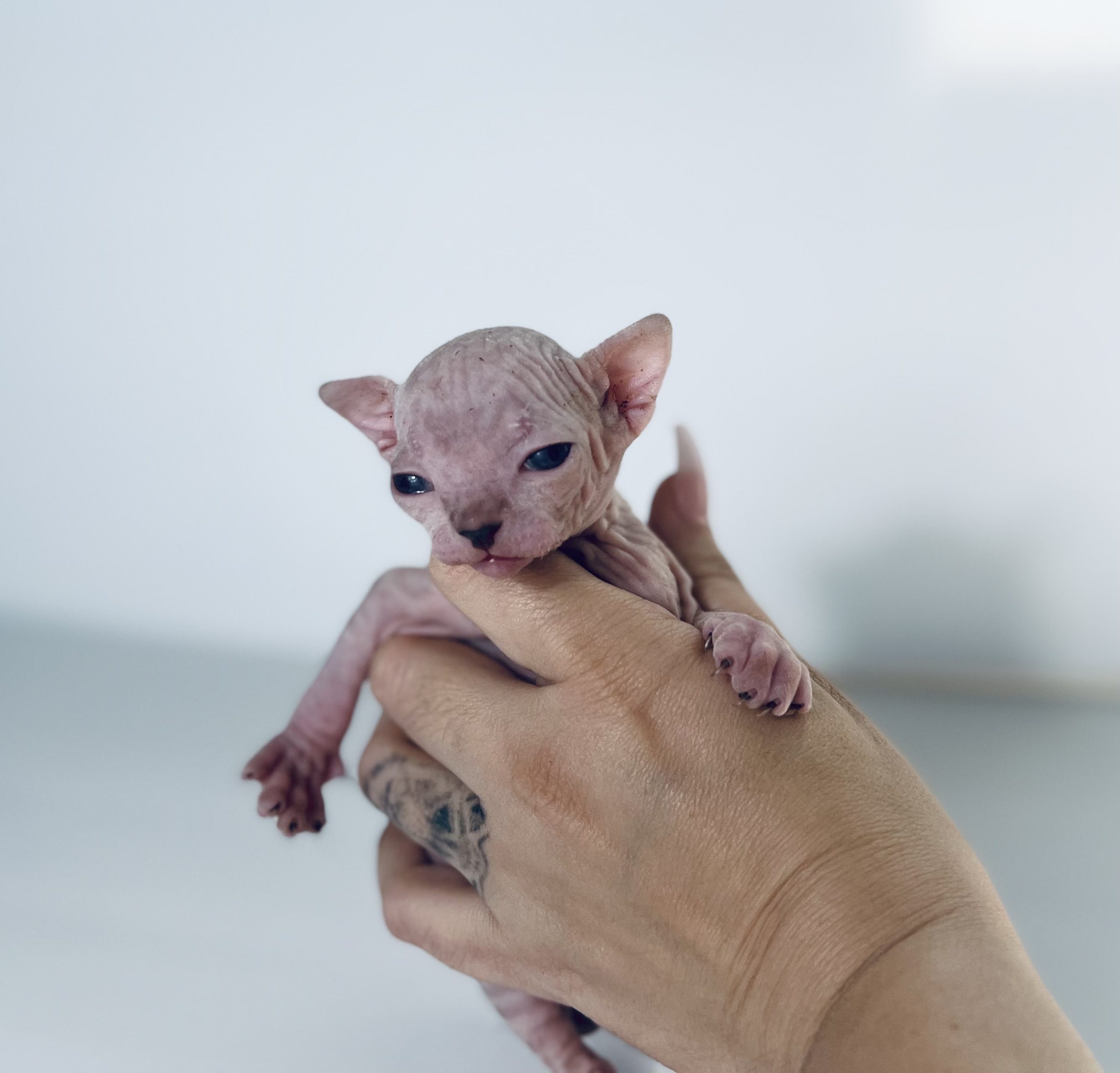 Mink Tabby Sphynx cat for sale