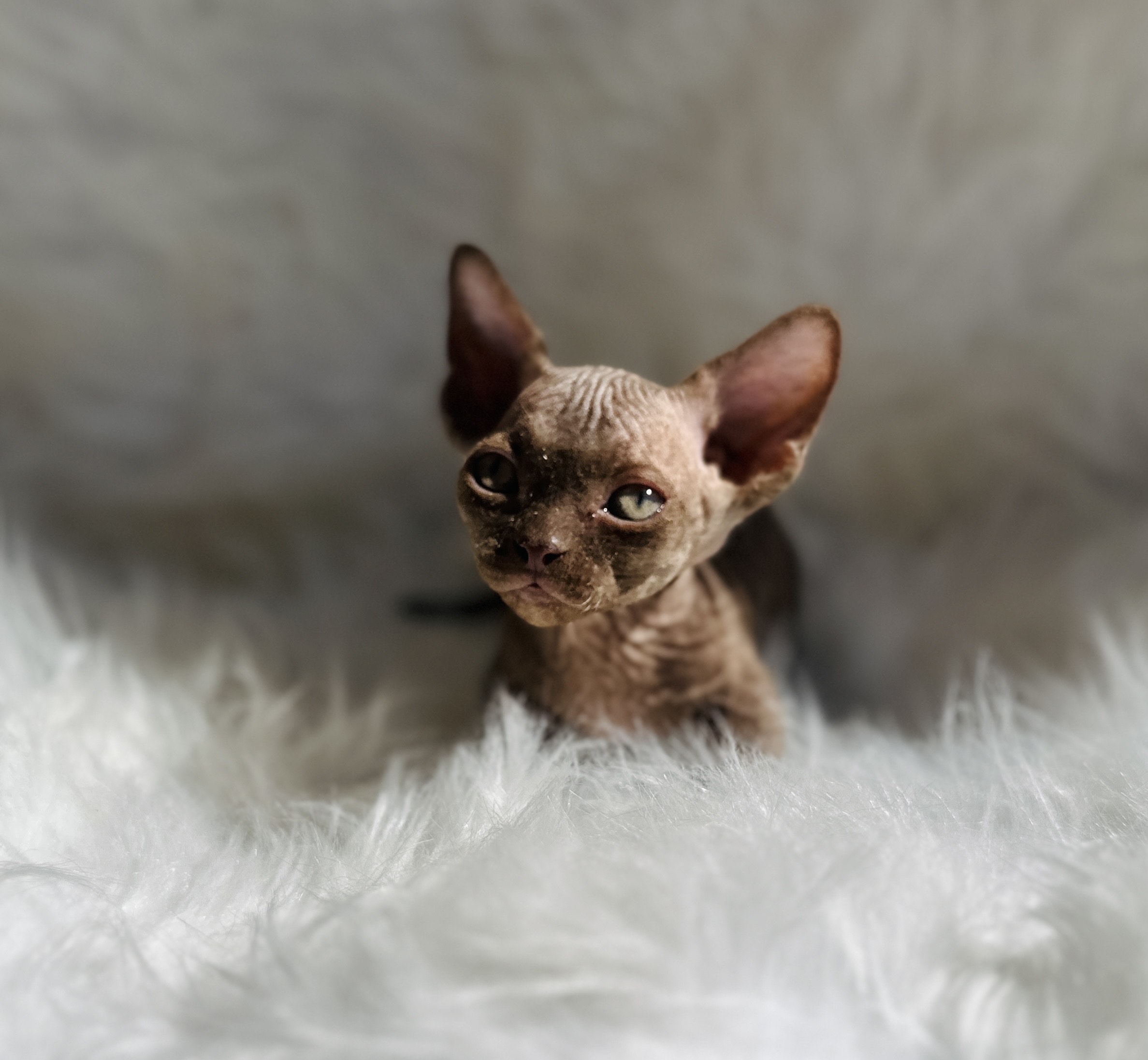 Rare Solid Chocolate Bambino Sphynx Kitten for sale