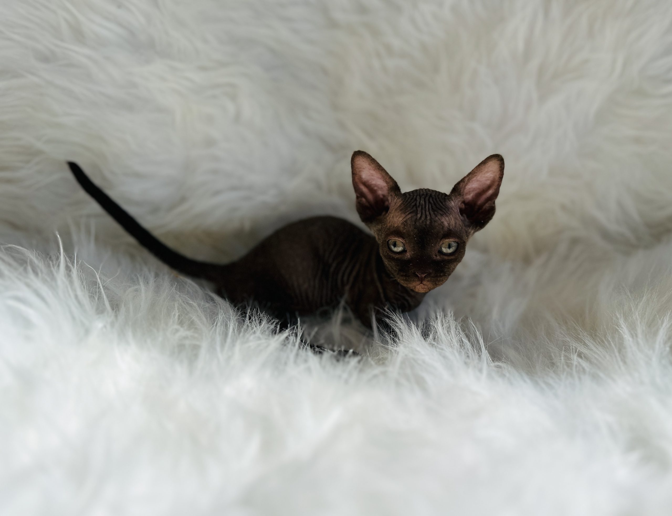 Rare Solid Chocolate Bambino Sphynx Kitten