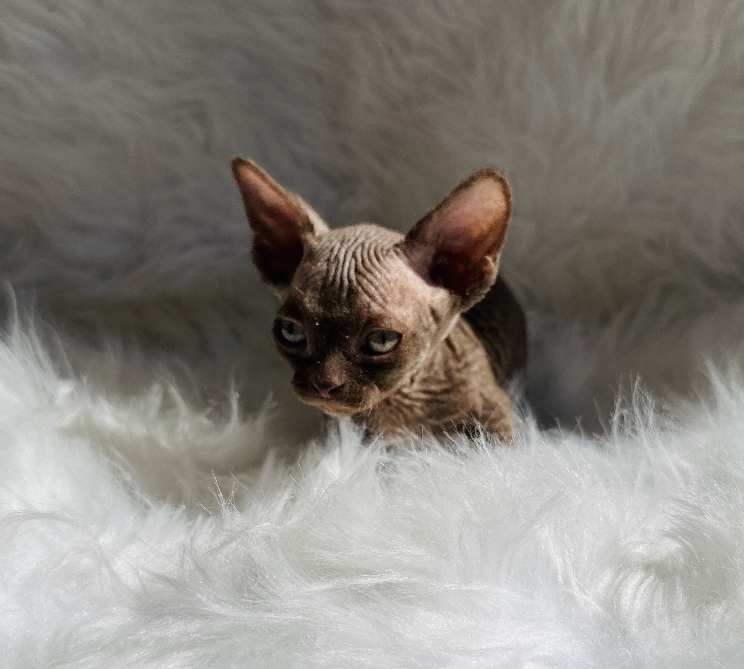 Rare Solid Chocolate Bambino Sphynx cat for sale