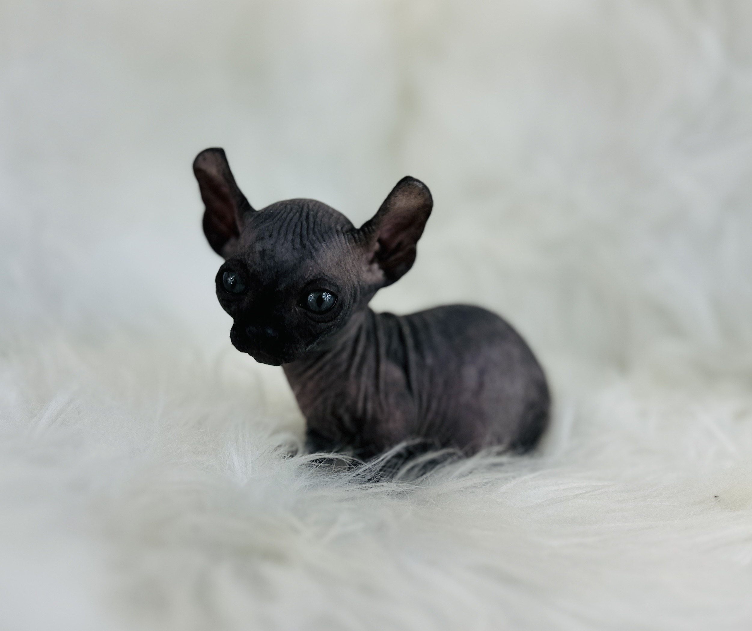 Solid Black Dwelf kitten for sale