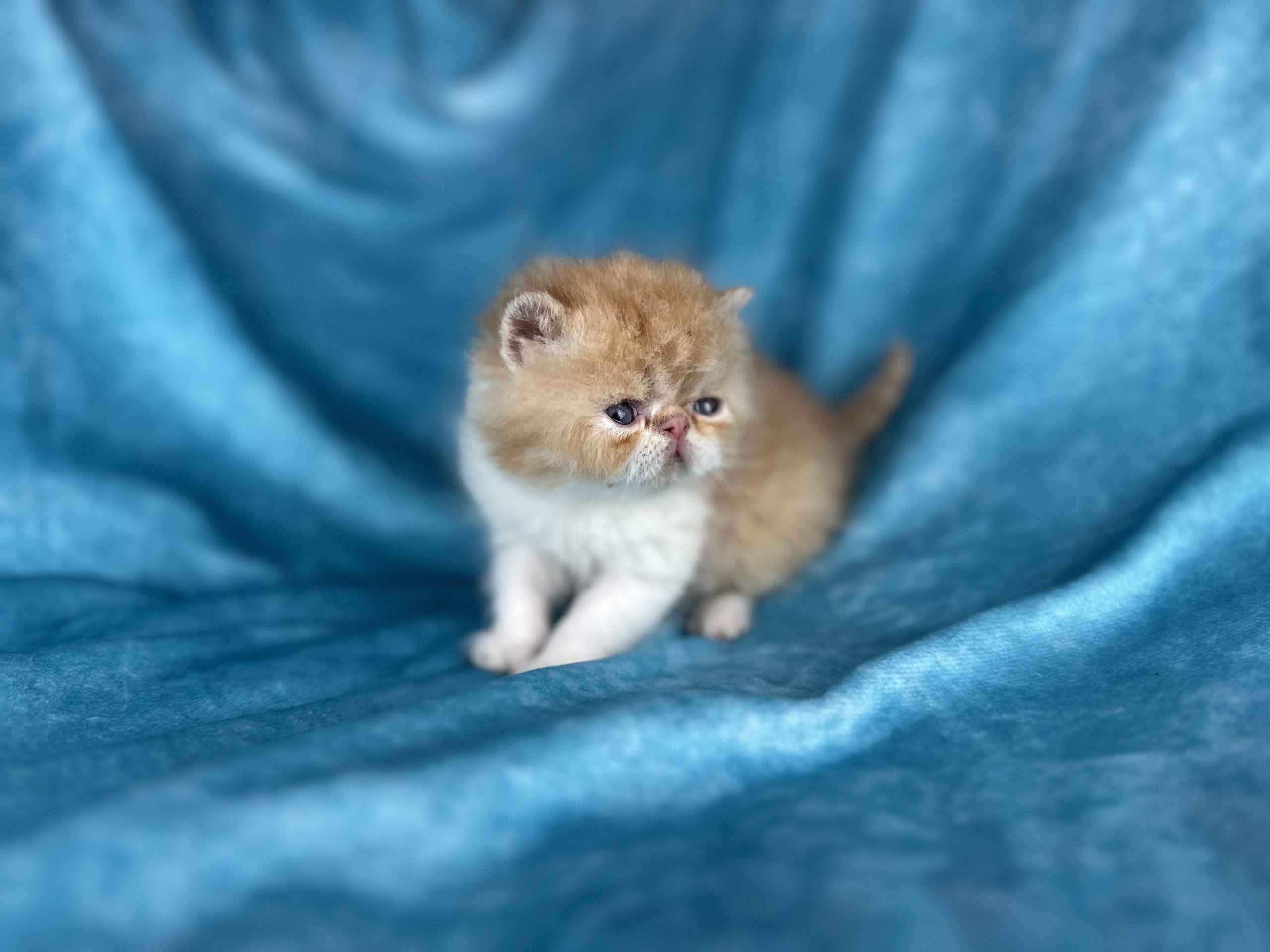 red tuxedo Short-Haired Persian cat