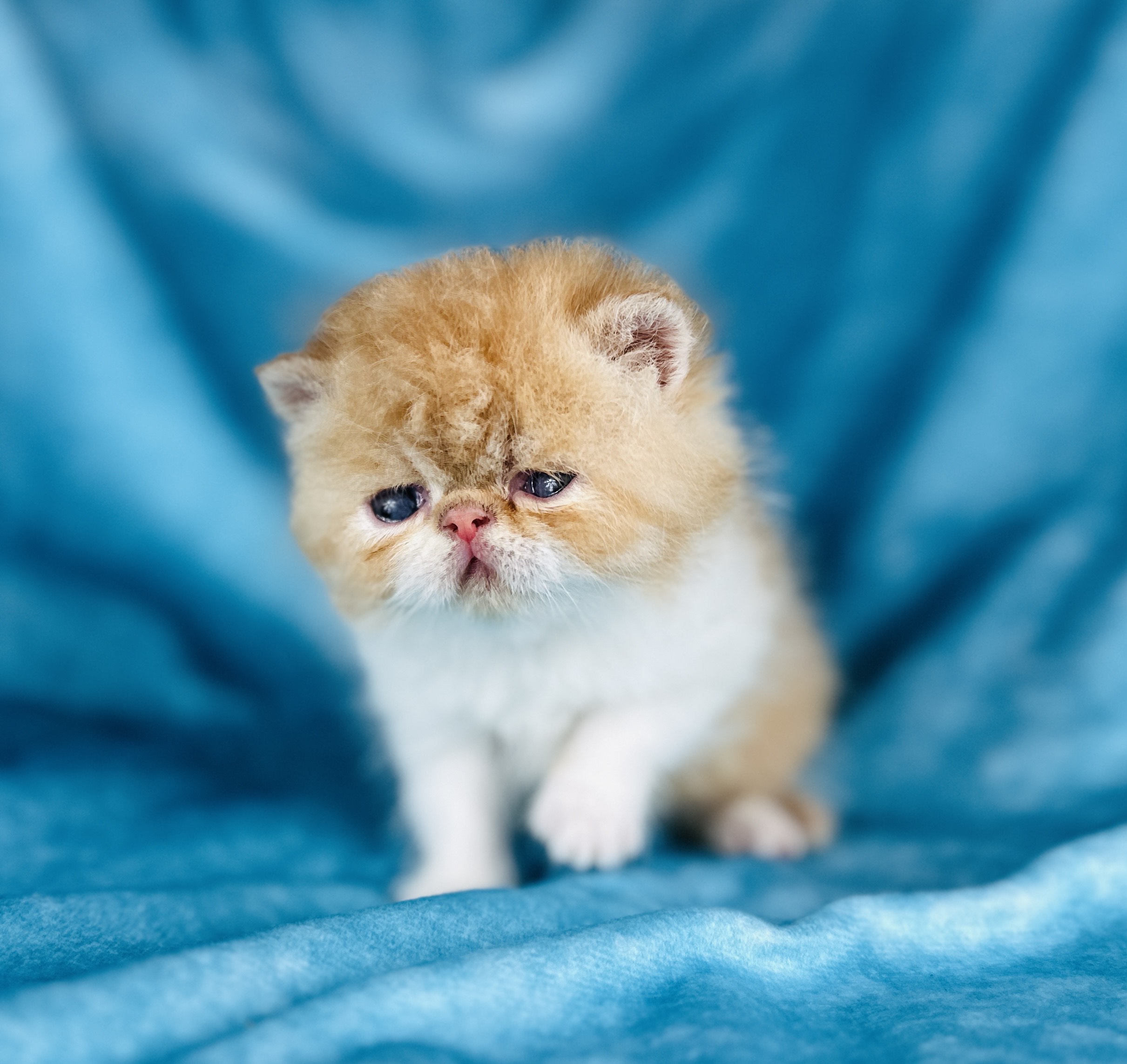 red tuxedo Short-Haired Persian for sale