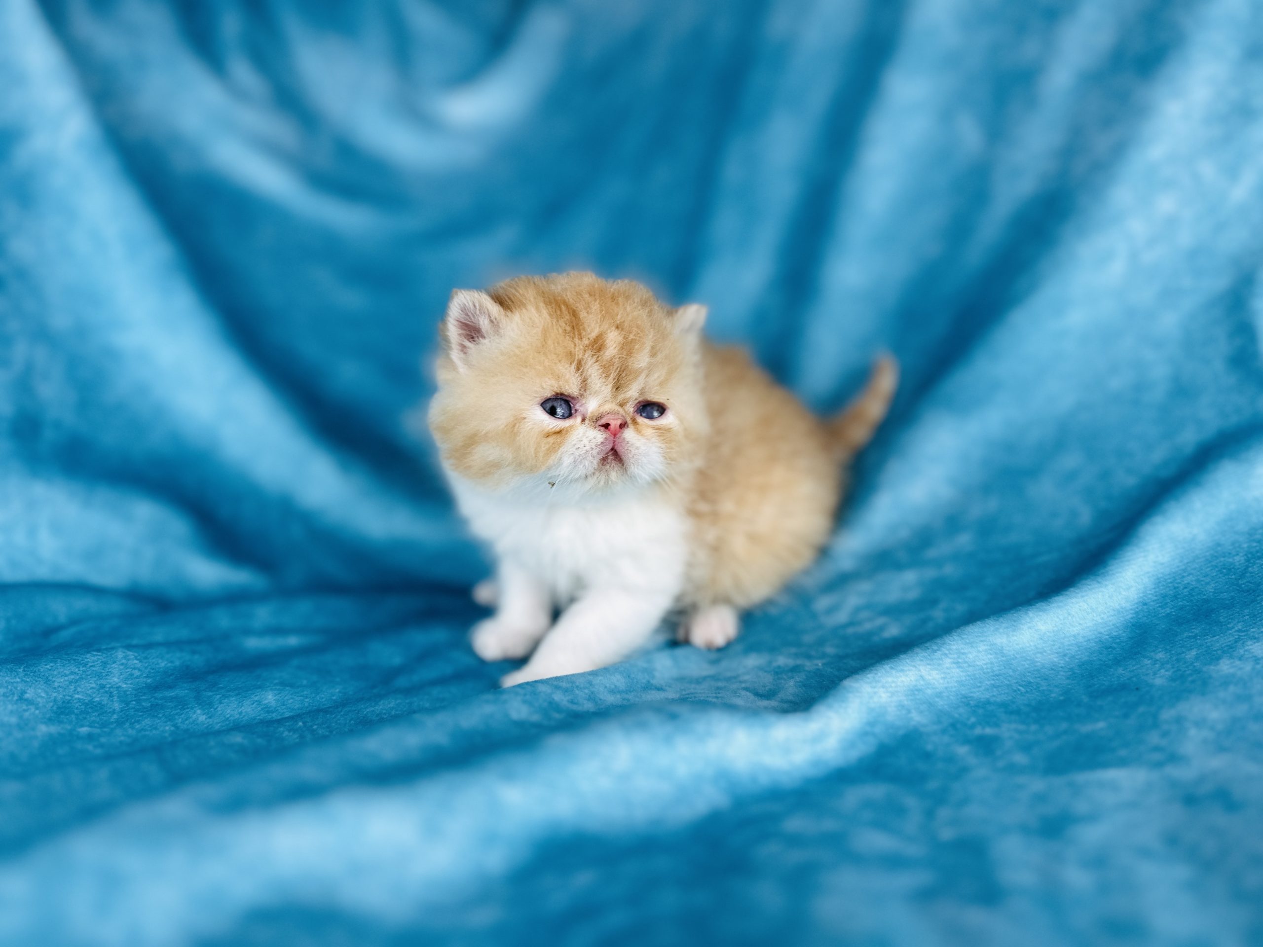 red tuxedo Short-Haired Persian