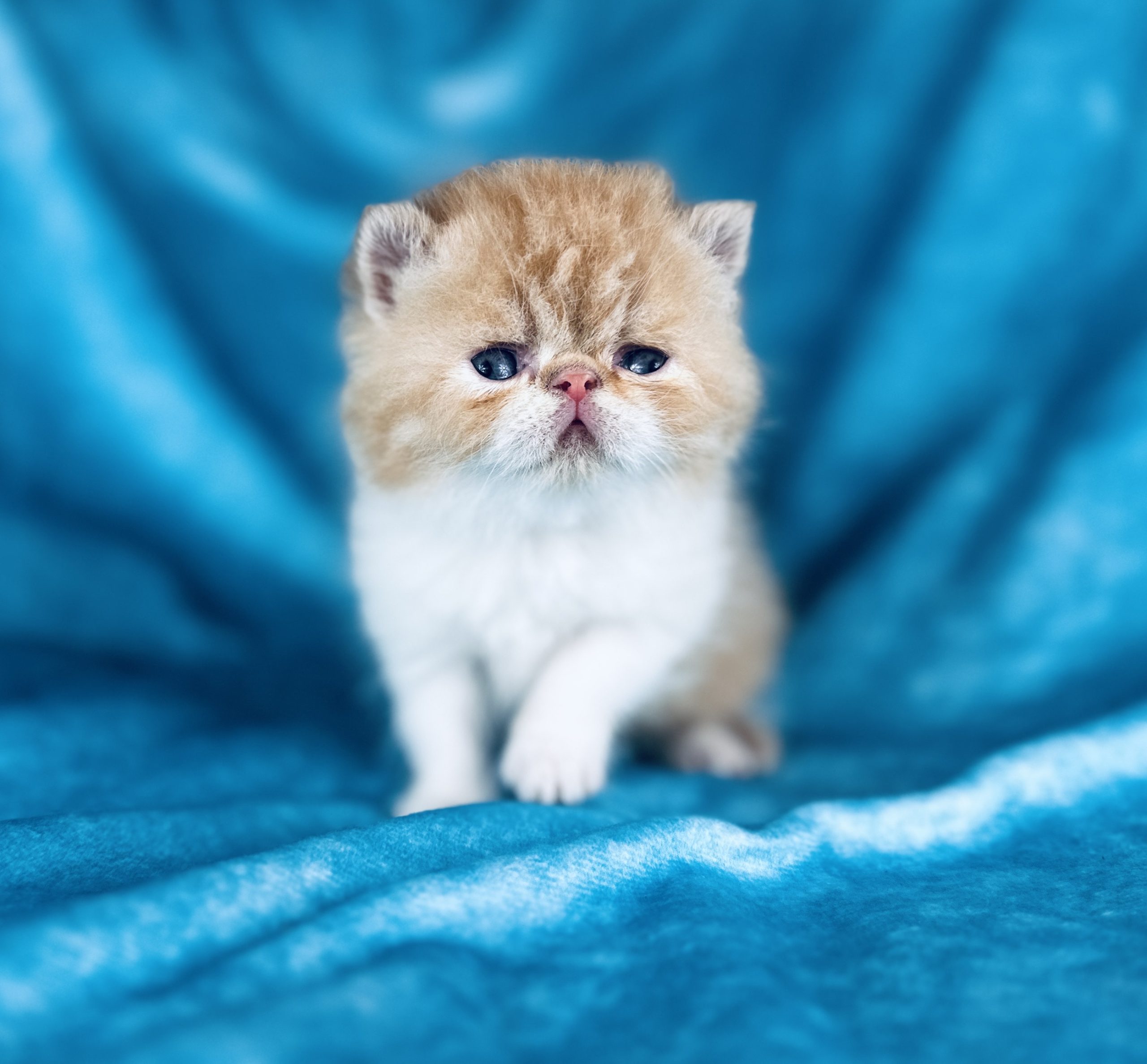 red tuxedo Short-Haired kitten